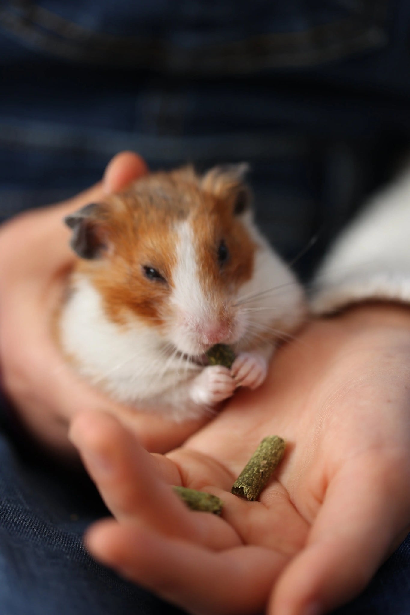 Timothy pellets outlet for guinea pigs